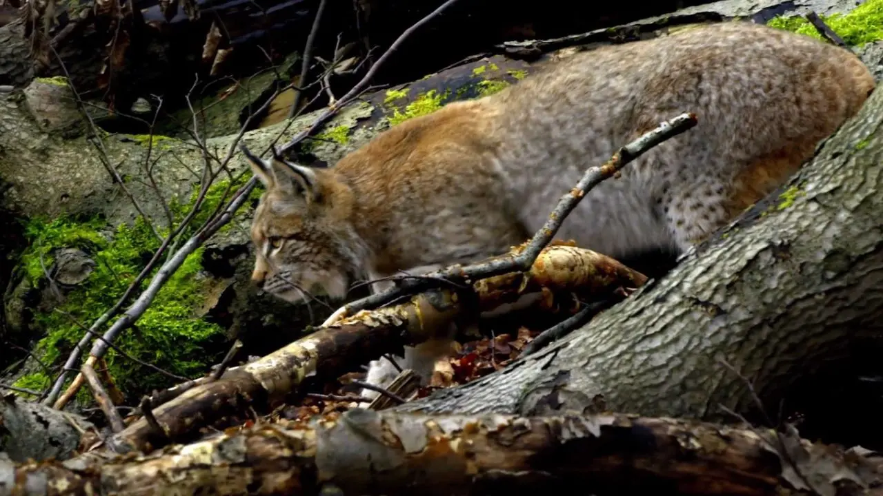 Making An Ancient Forest - Kalkalpen National Park backdrop