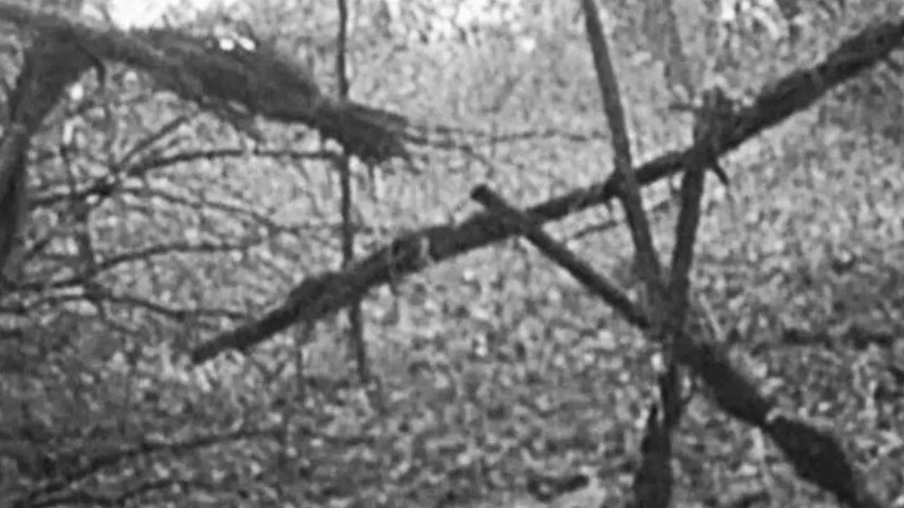 The Blair Witch Project backdrop