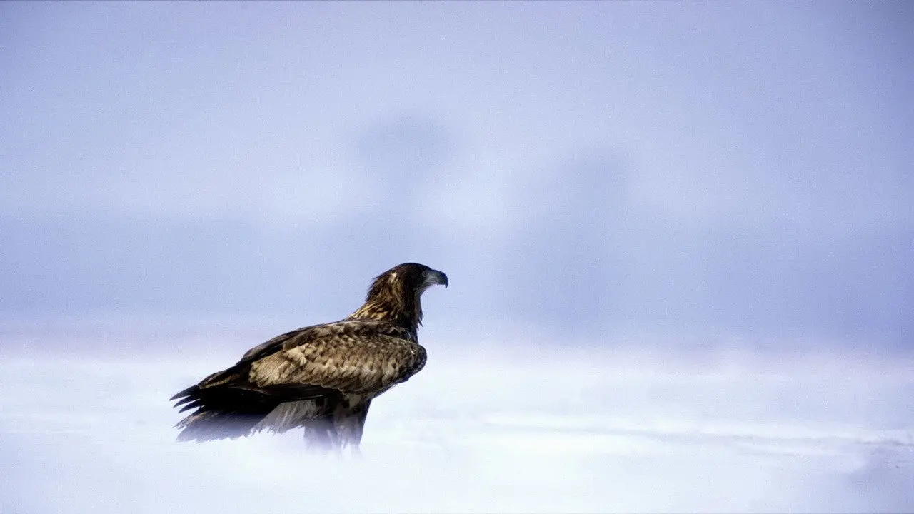 Eagles: Queen of the Skies backdrop