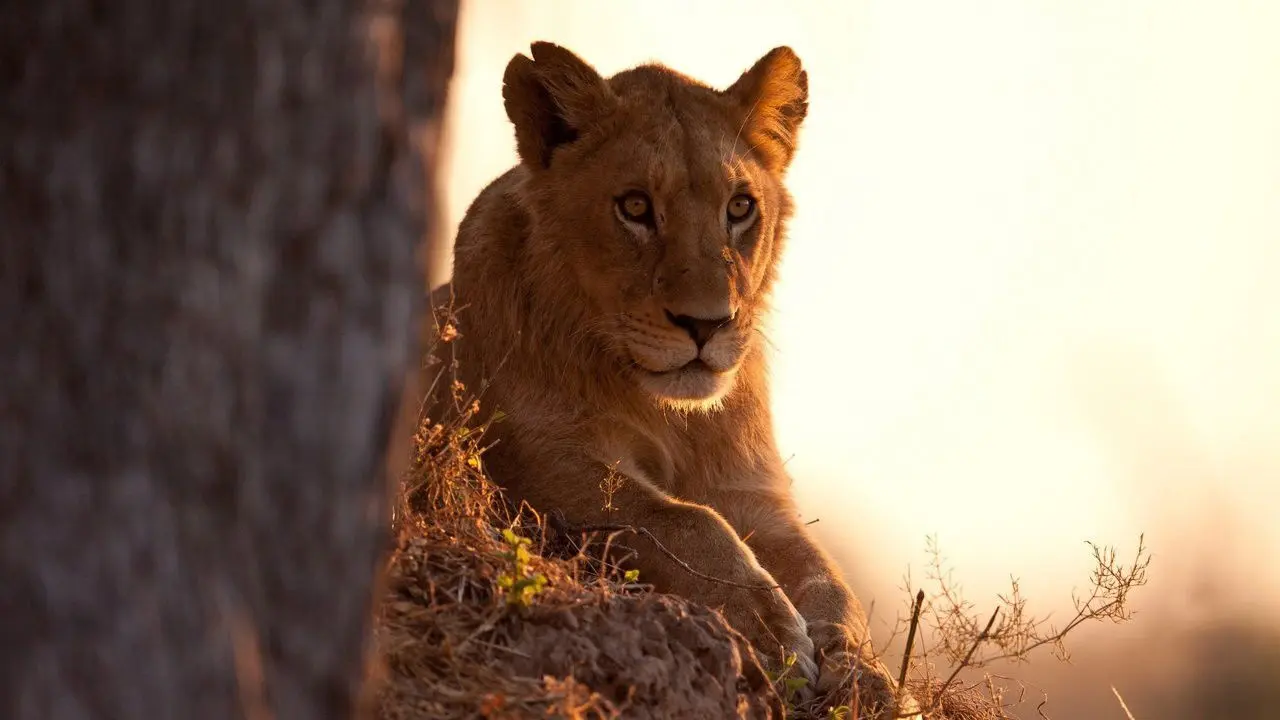 Creative Killers backdrop