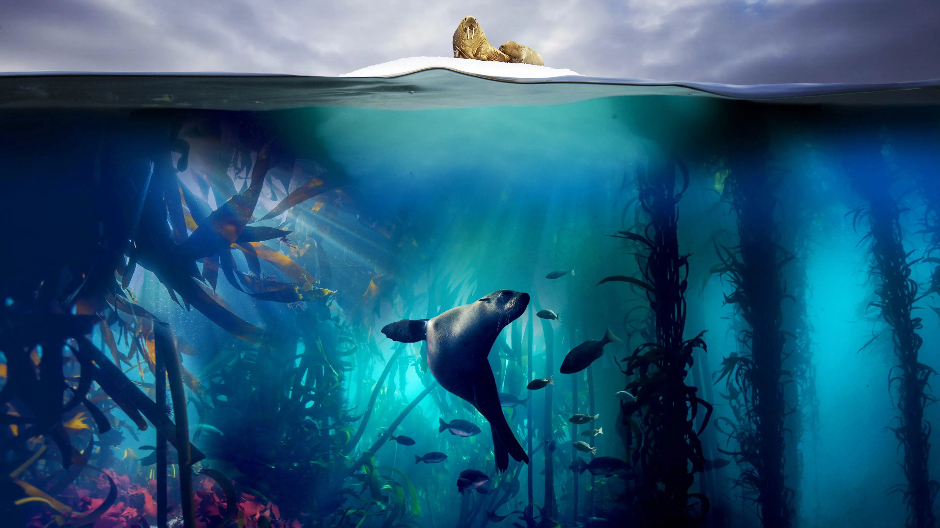 Blue Planet II backdrop