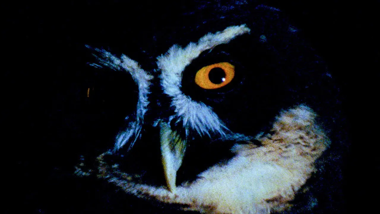 Animal Eye backdrop