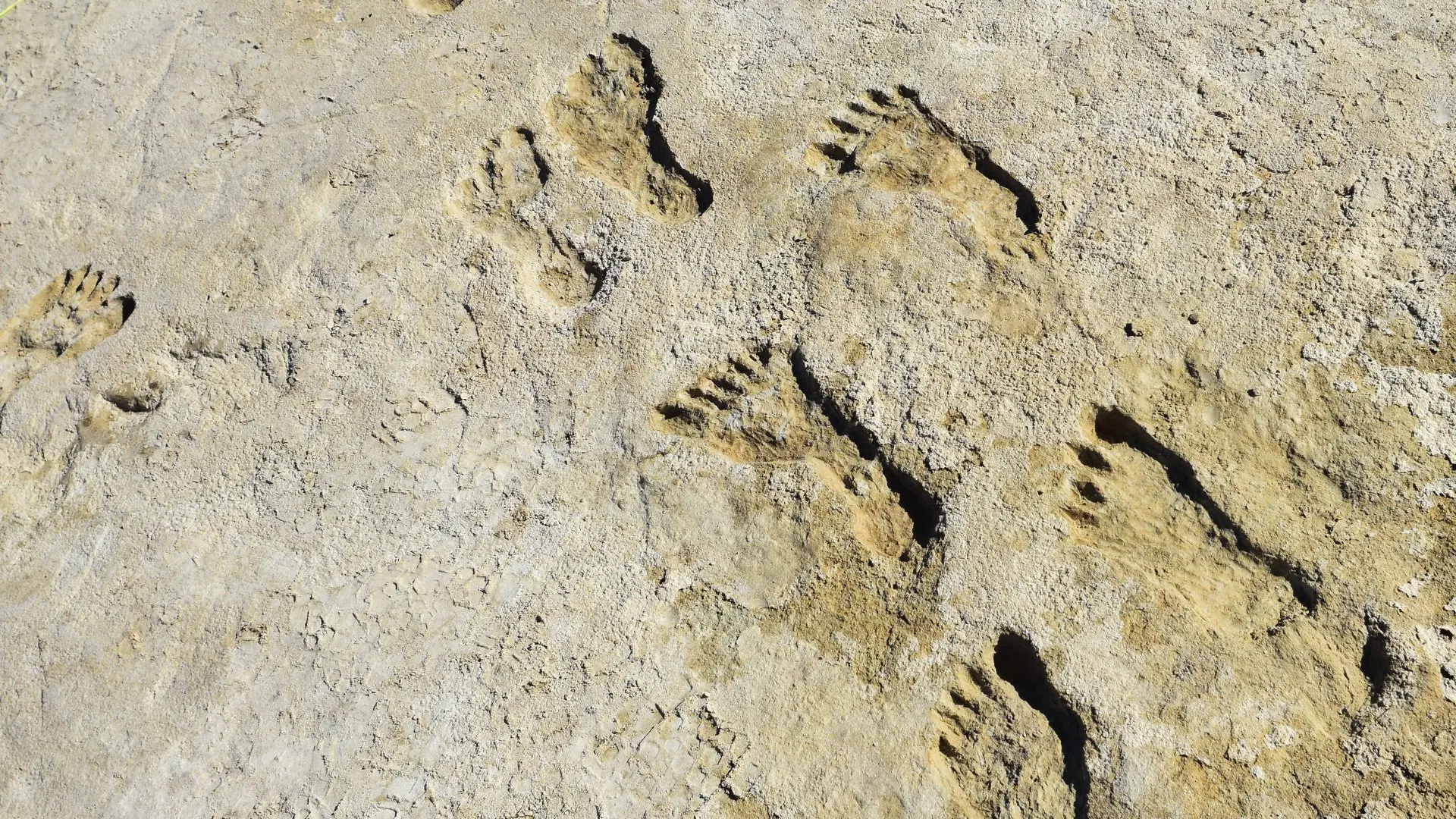 Ice Age Footprints backdrop