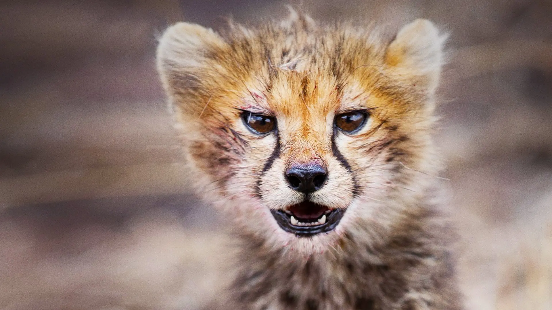 Born in Africa backdrop