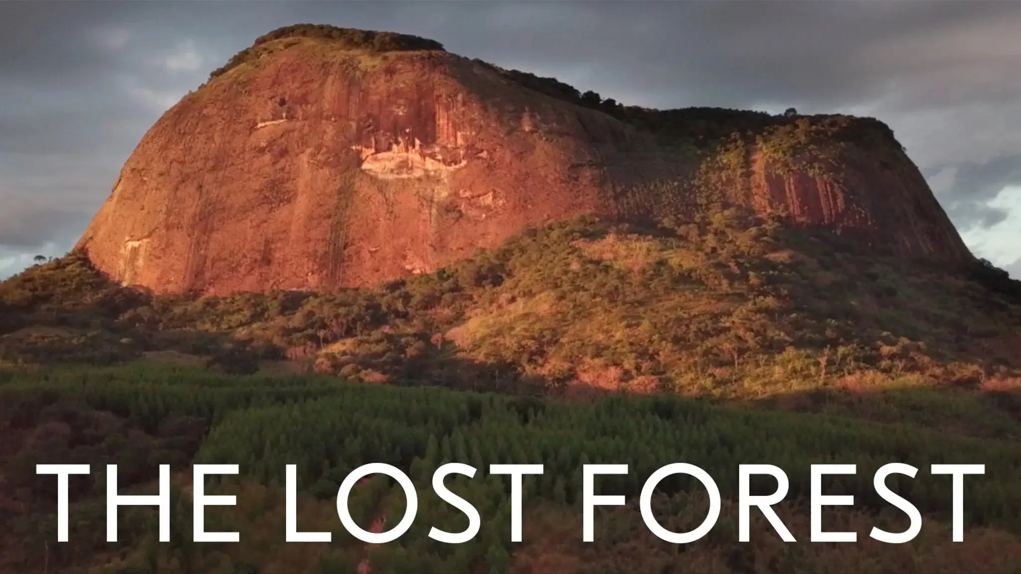 The Lost Forest backdrop