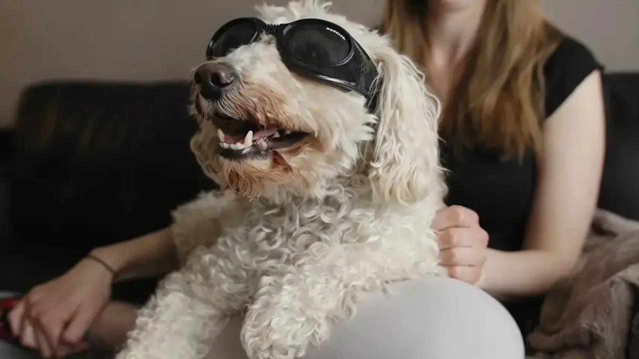 In Dog Years backdrop