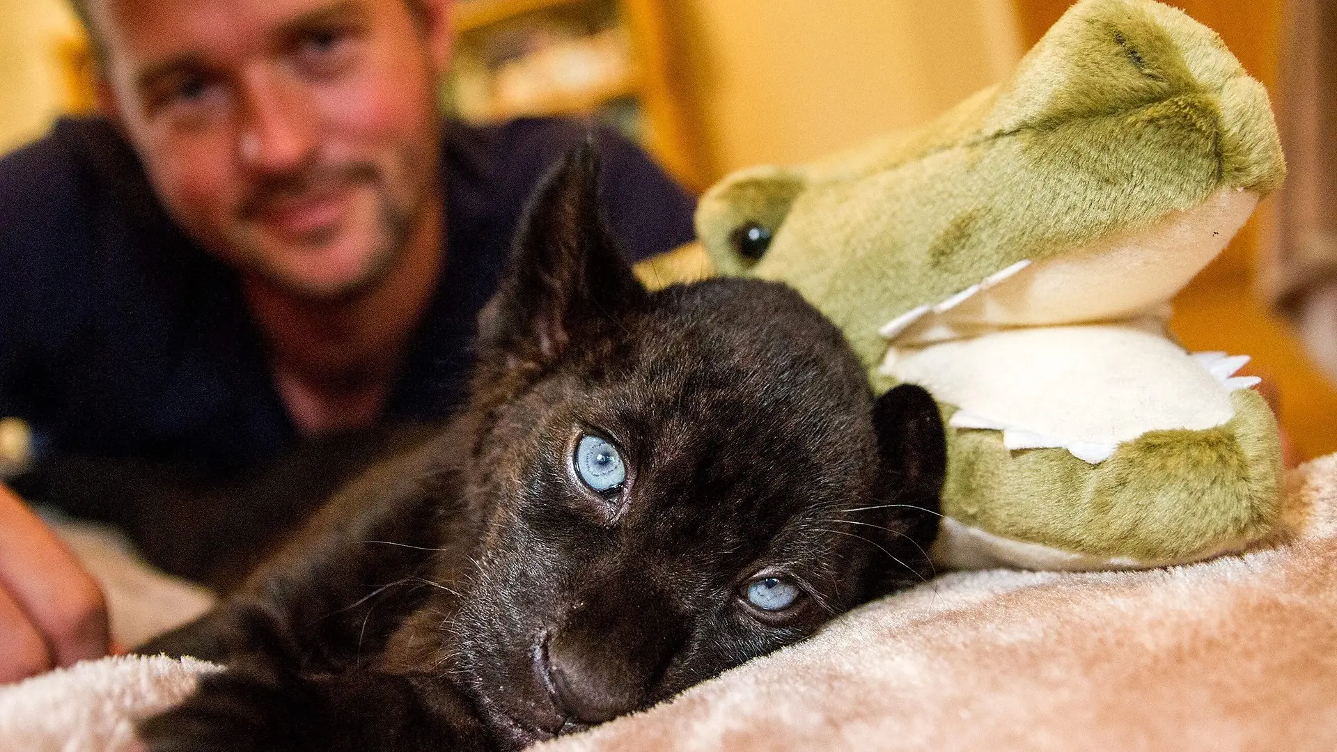 Big Cats About The House backdrop