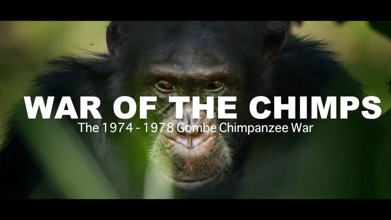 World War Chimp | The Brutal 1974 - 1978 Gombe Chimpanzee War: Documentary backdrop