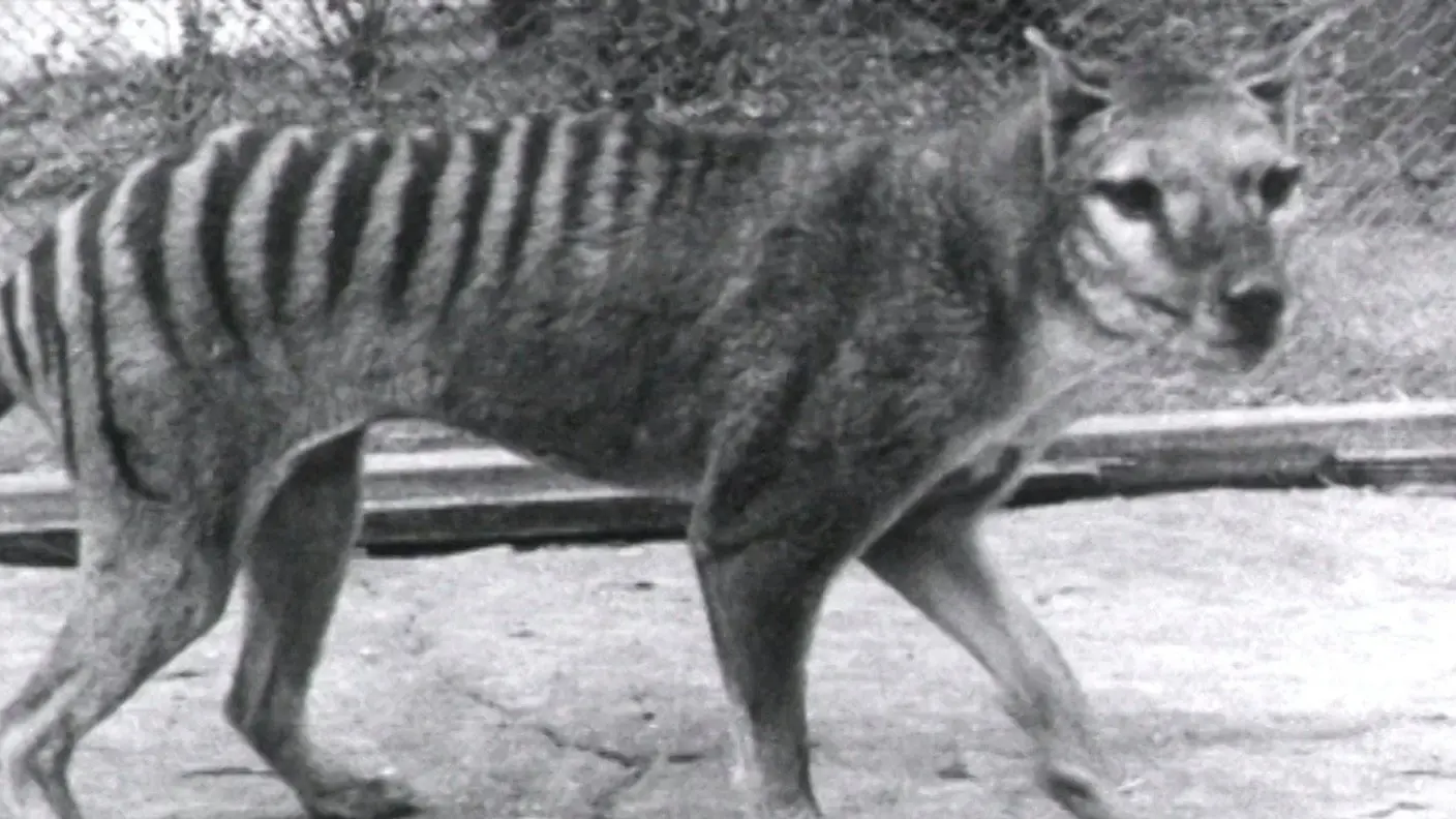 Thylacine Footage backdrop