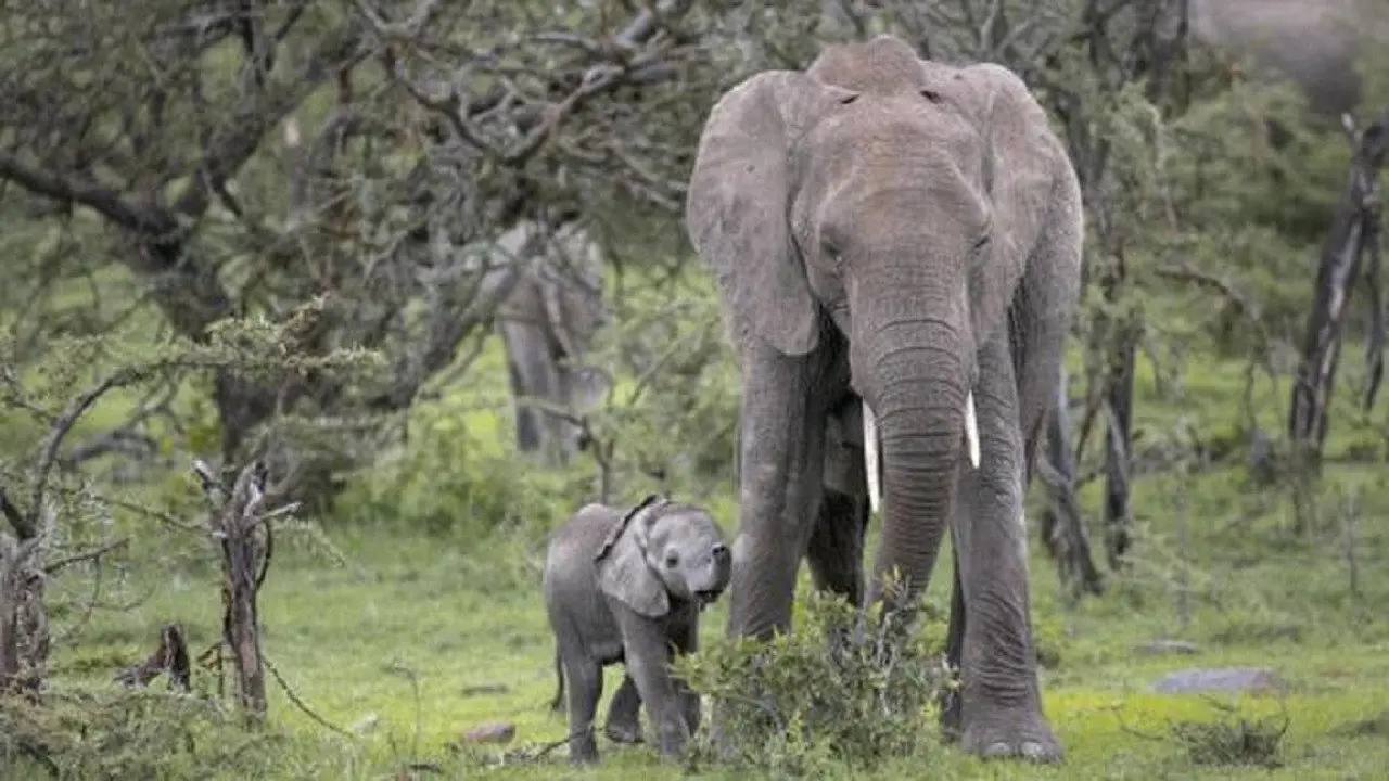 Small Elephant backdrop