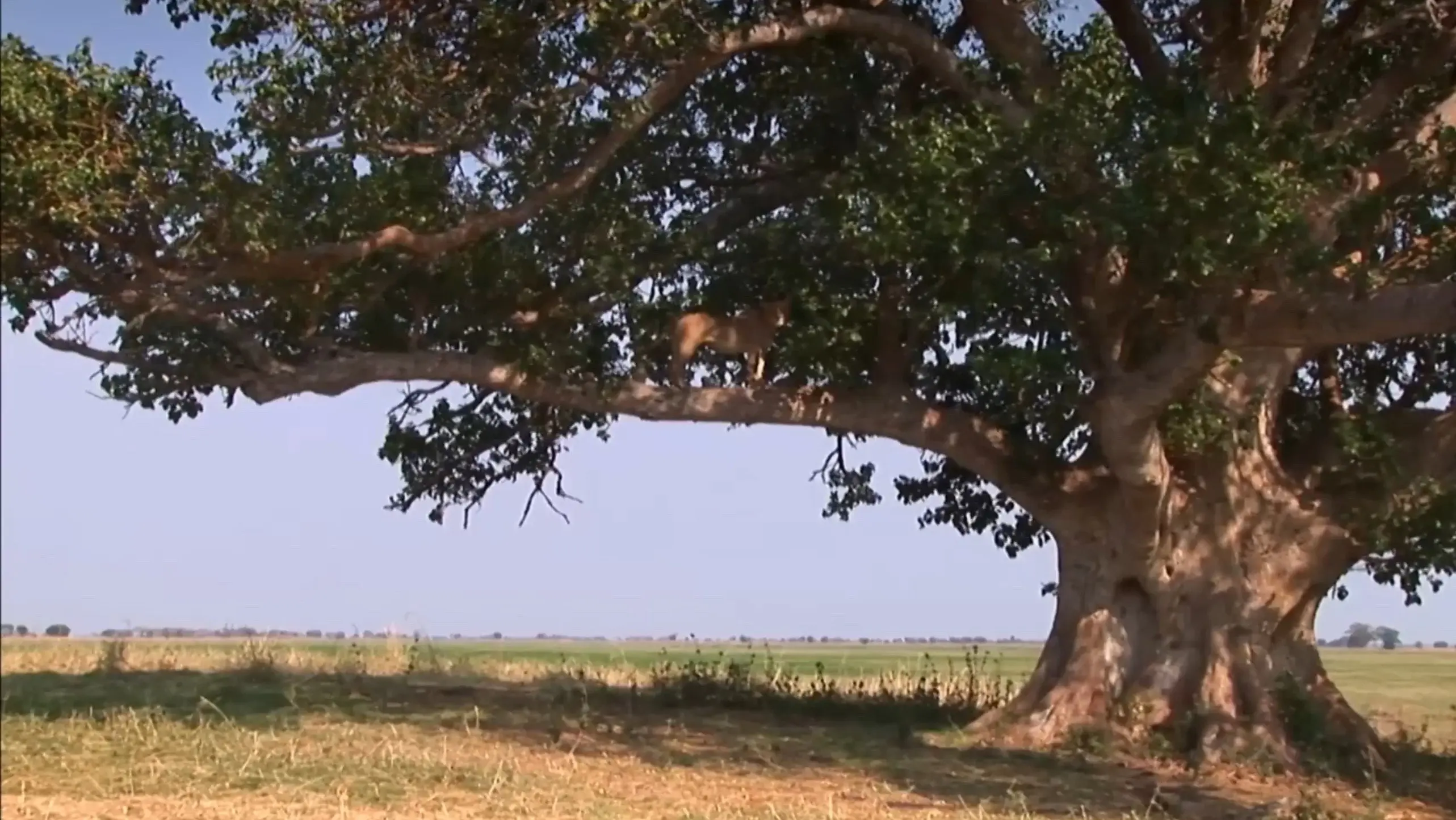 The Lion Tree backdrop
