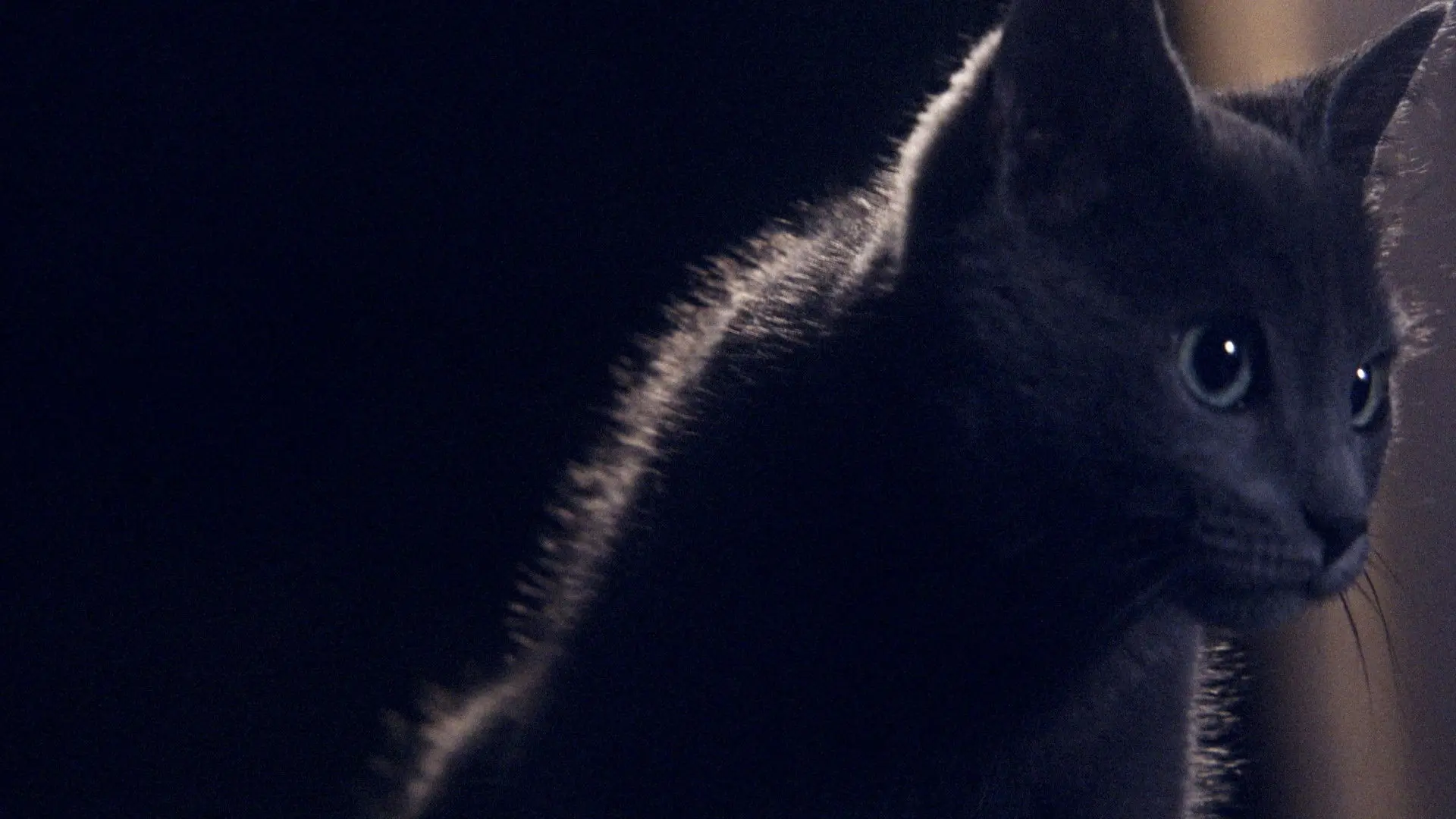 Somos animales backdrop