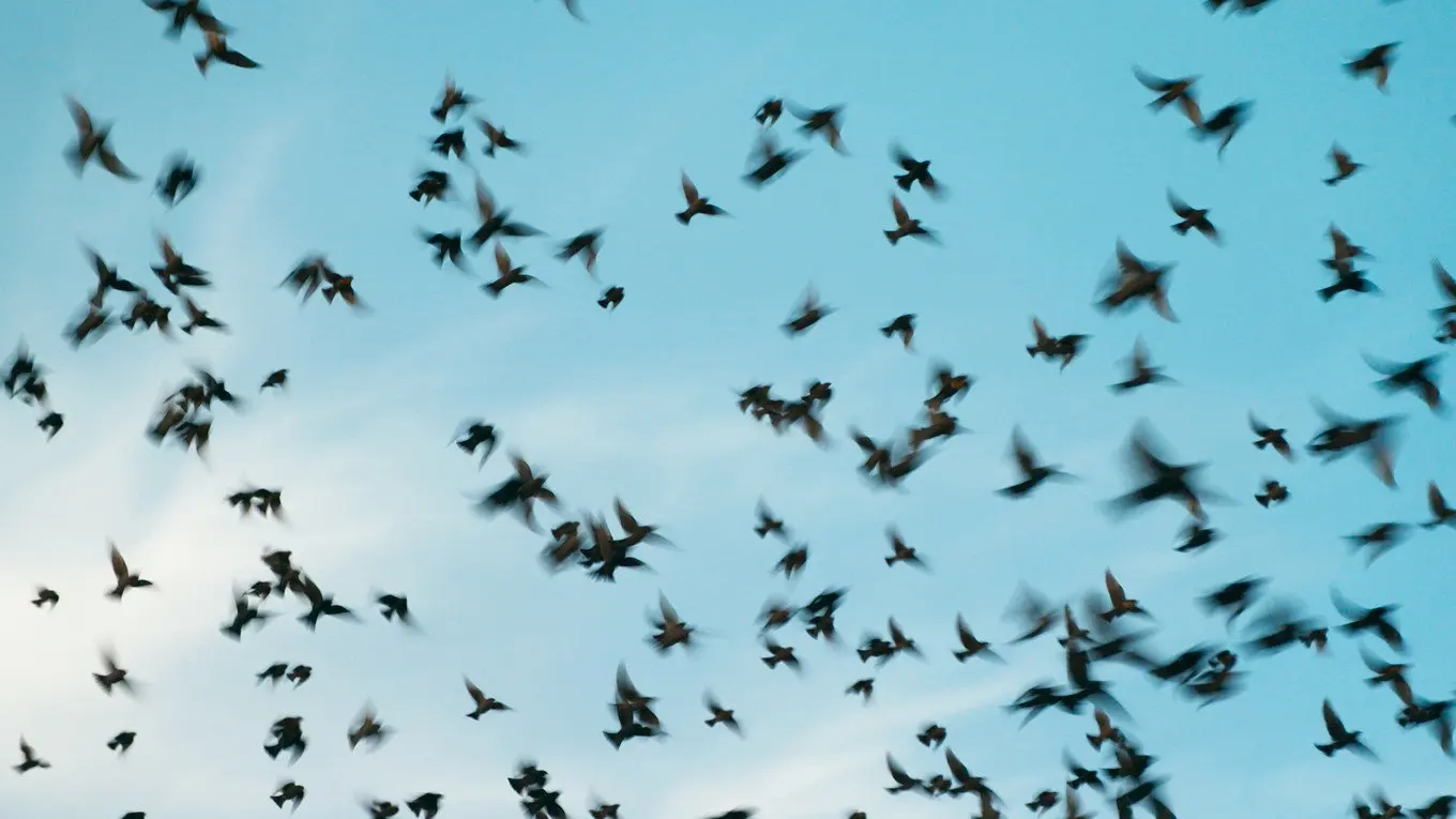 La memoria del vuelo backdrop