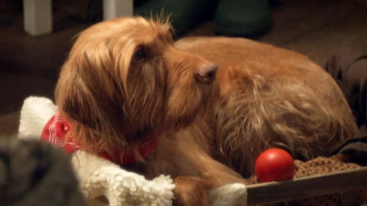 Salty's Waggy Tales backdrop