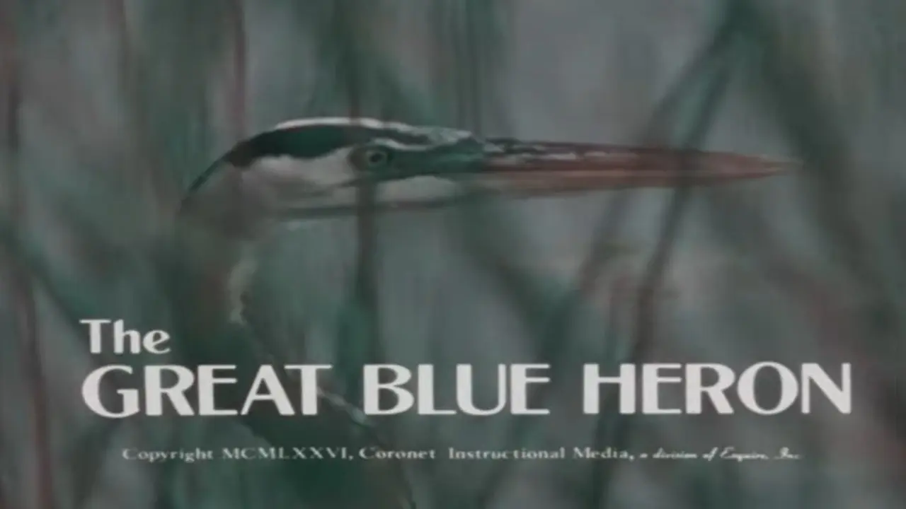 The Great Blue Heron backdrop