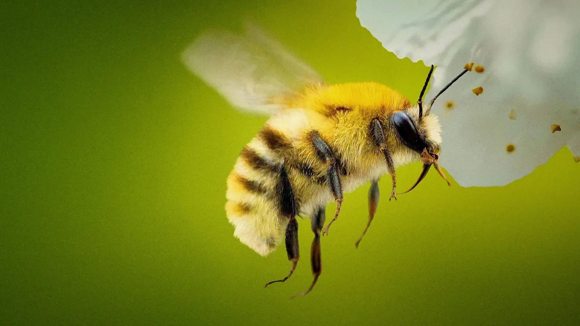 Secrets of the Bees backdrop