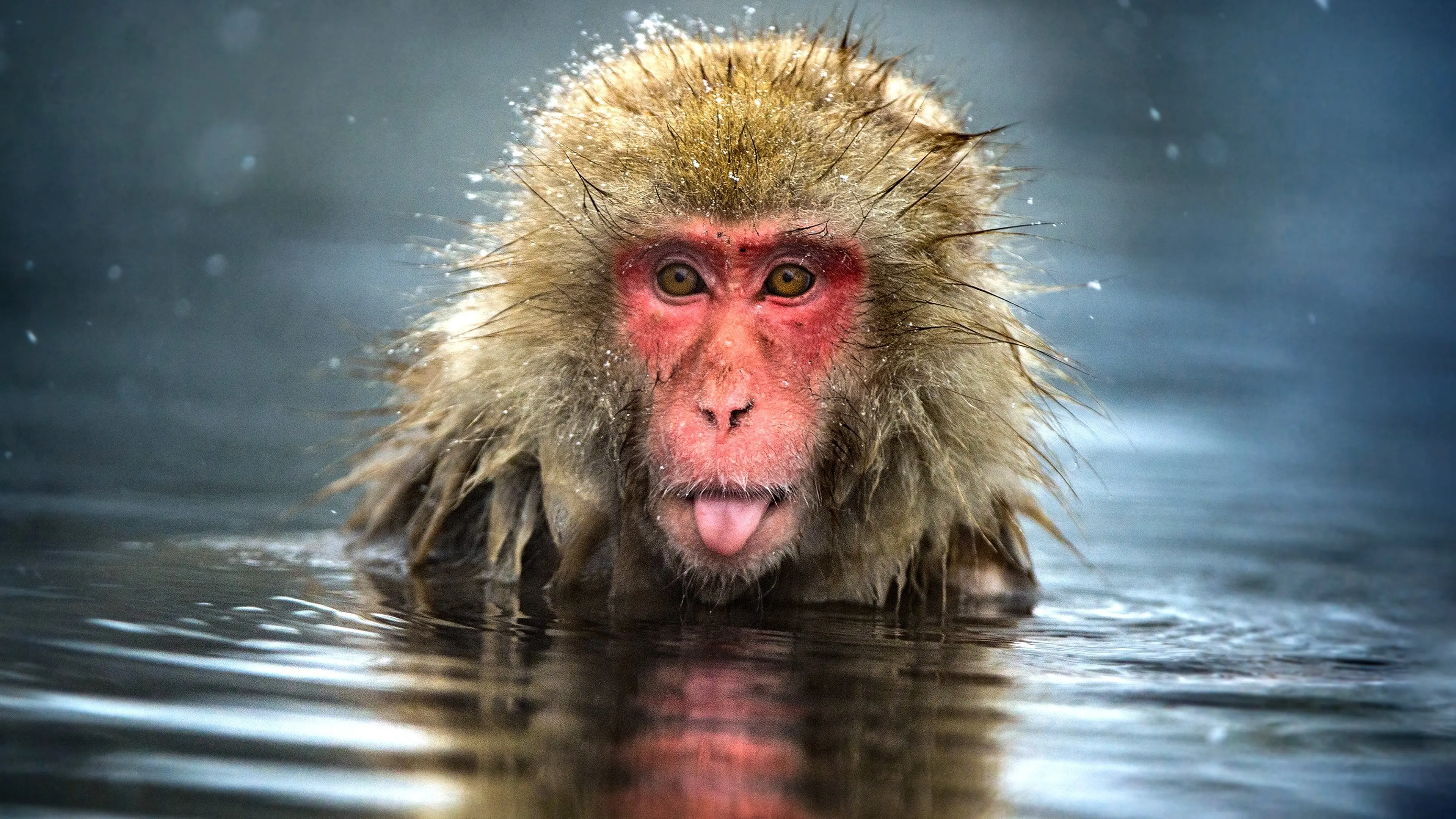 Monkey Planet backdrop