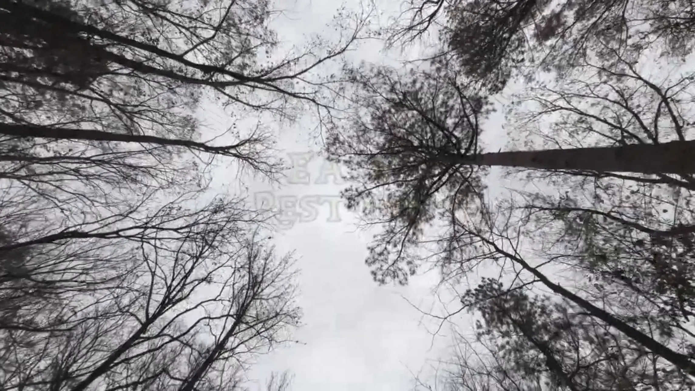 Easy Rest Inn backdrop