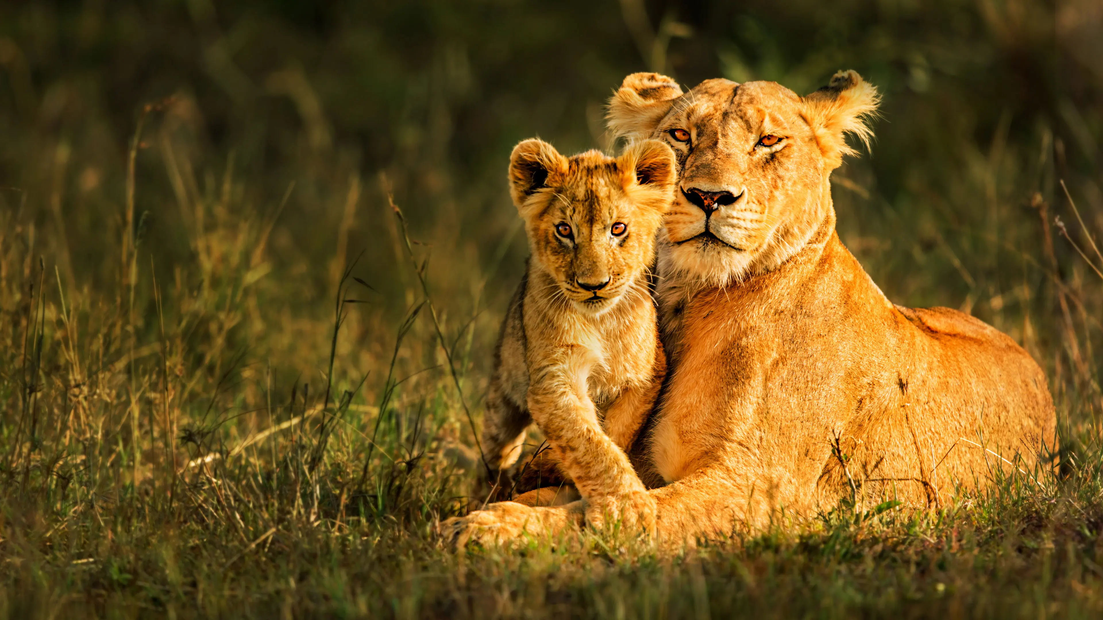 Botswana backdrop