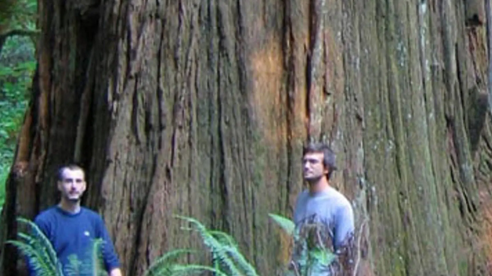 Redwoods: Anatomy of a Giant backdrop