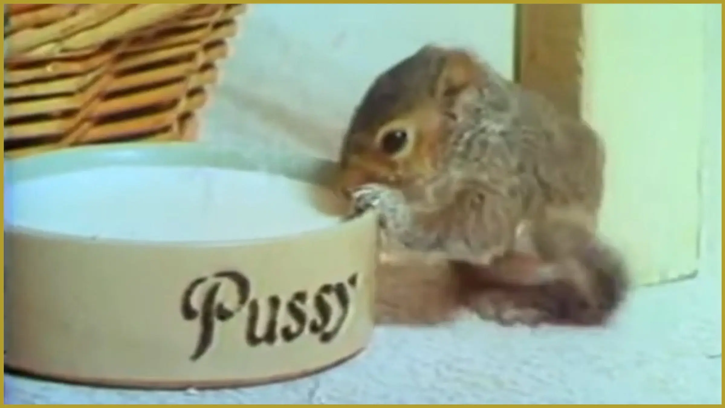 Squirrel on My Shoulder backdrop