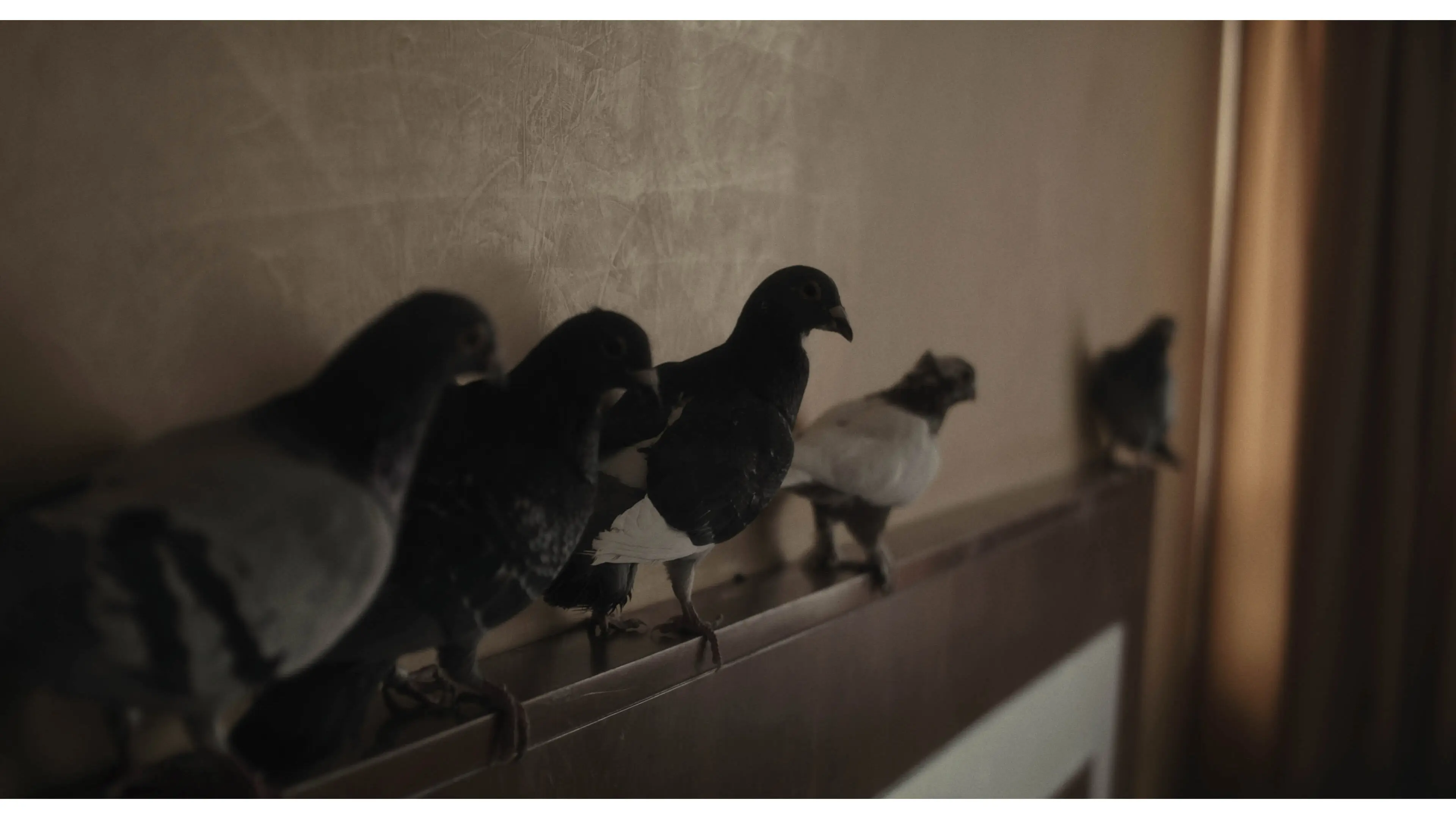 Hotel nests backdrop