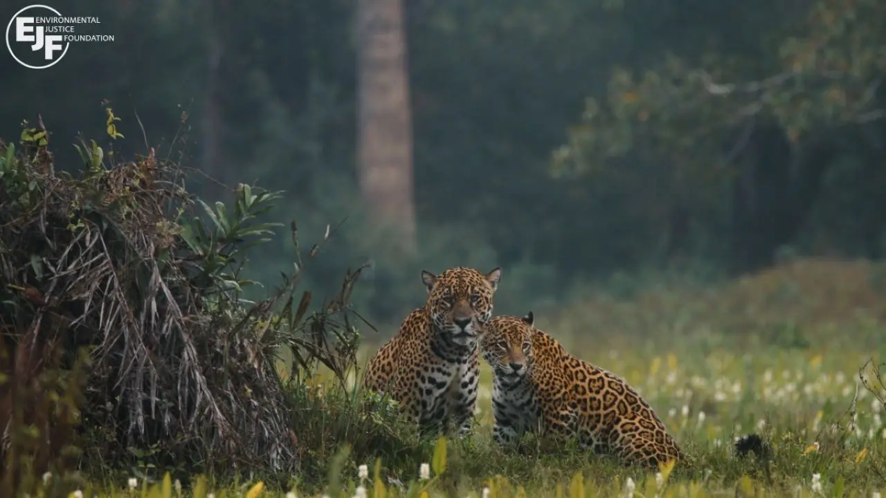 Pantanal backdrop