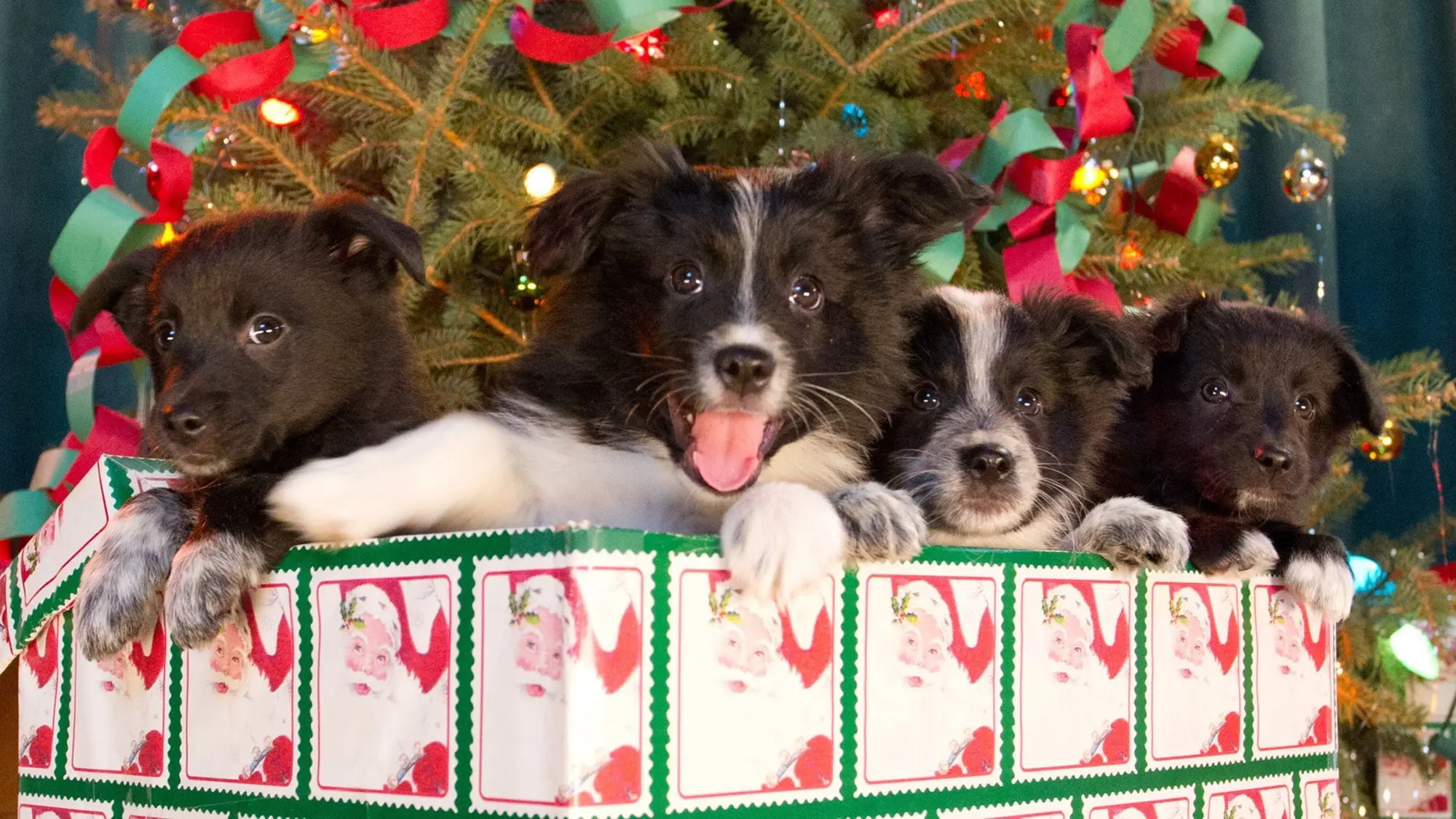 12 Dogs of Christmas: Great Puppy Rescue backdrop