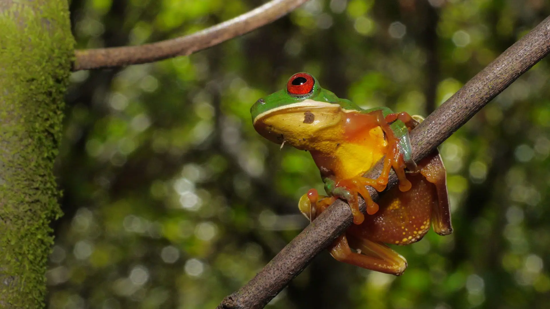 Extraordinary Ecosystems backdrop