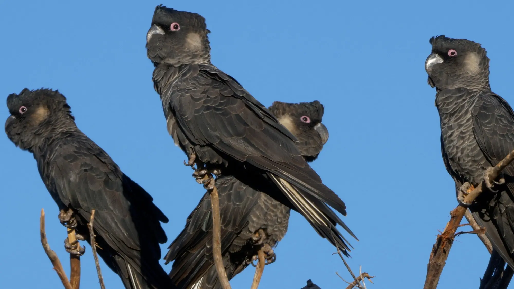 Black Cockatoo Crisis backdrop
