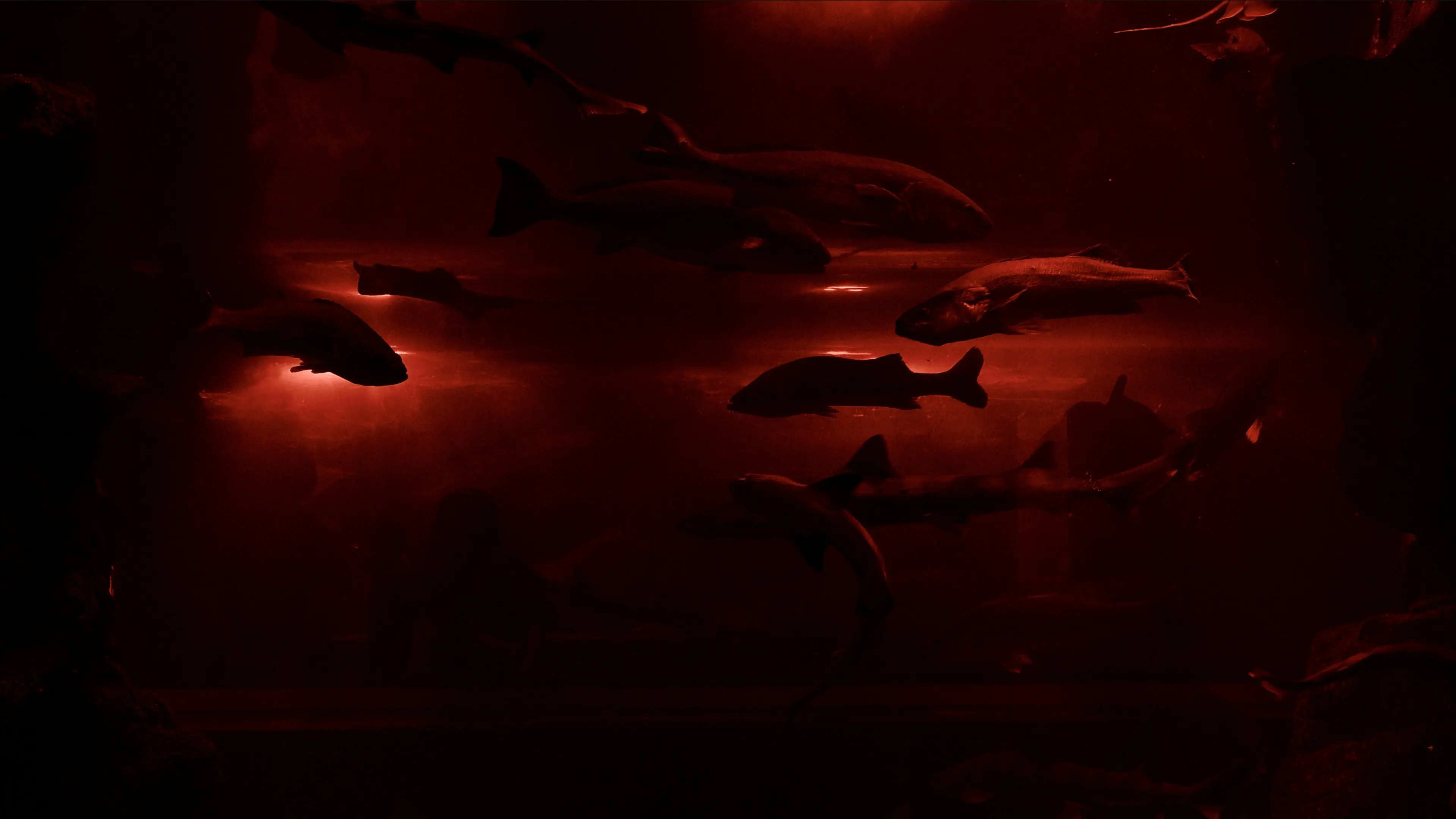 Red Wave​ backdrop
