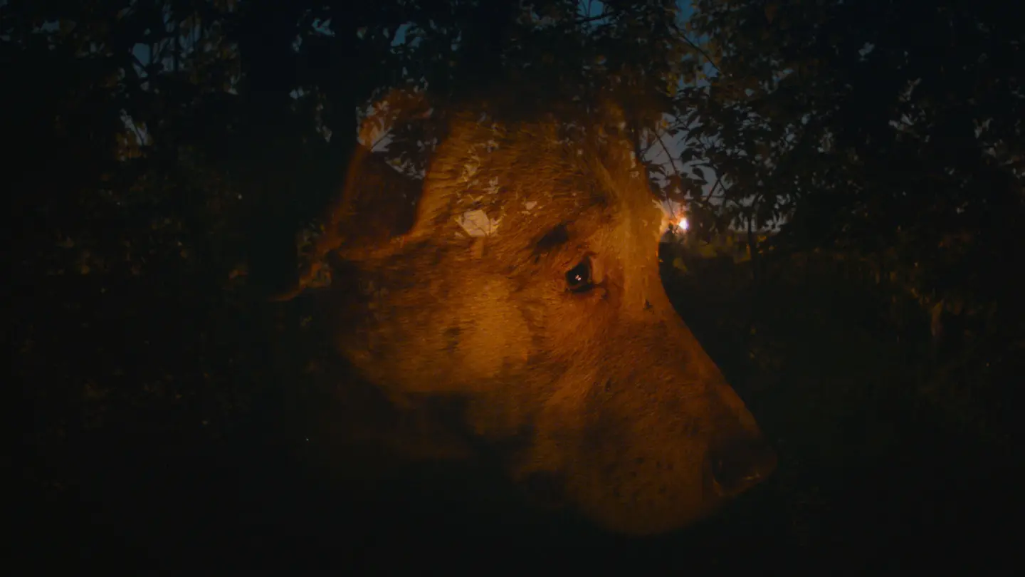 Dreaming Dogs backdrop