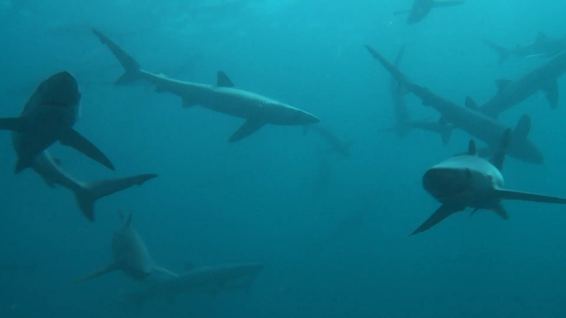 Britain's Whales and Sharks backdrop