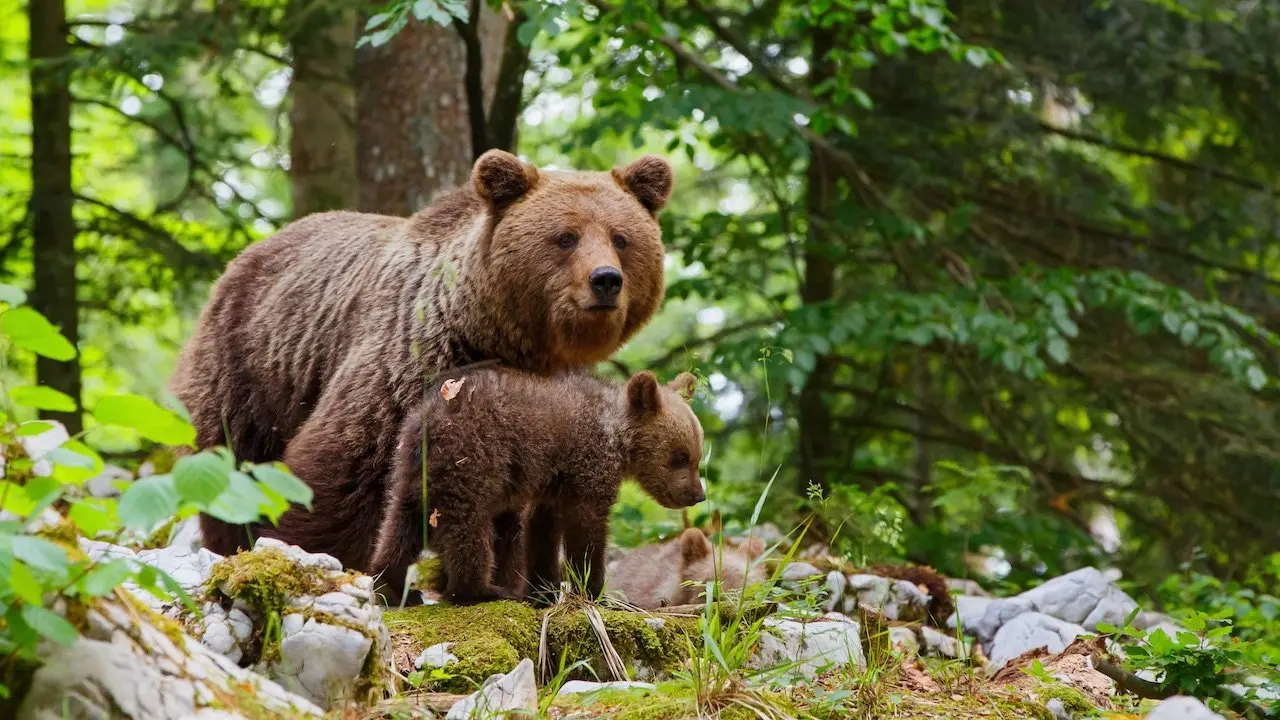 Wild Slovenia backdrop