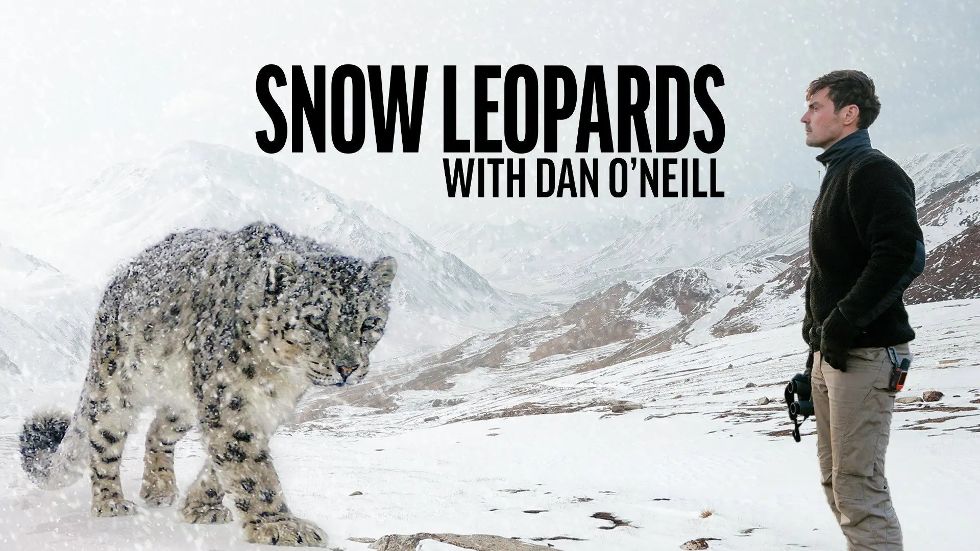 Snow Leopards with Dan O'Neill backdrop