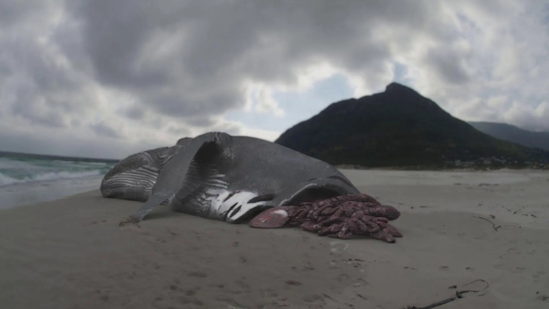 Megalodon : The Monster Shark Lives backdrop