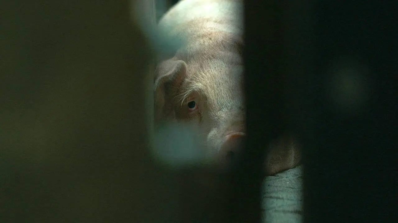 Production Line Animals backdrop