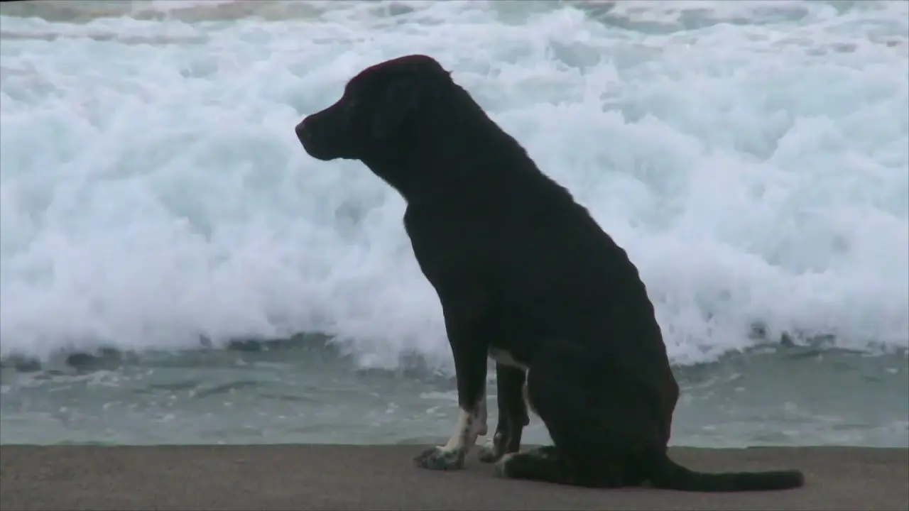 Bali: Island of the Dogs backdrop