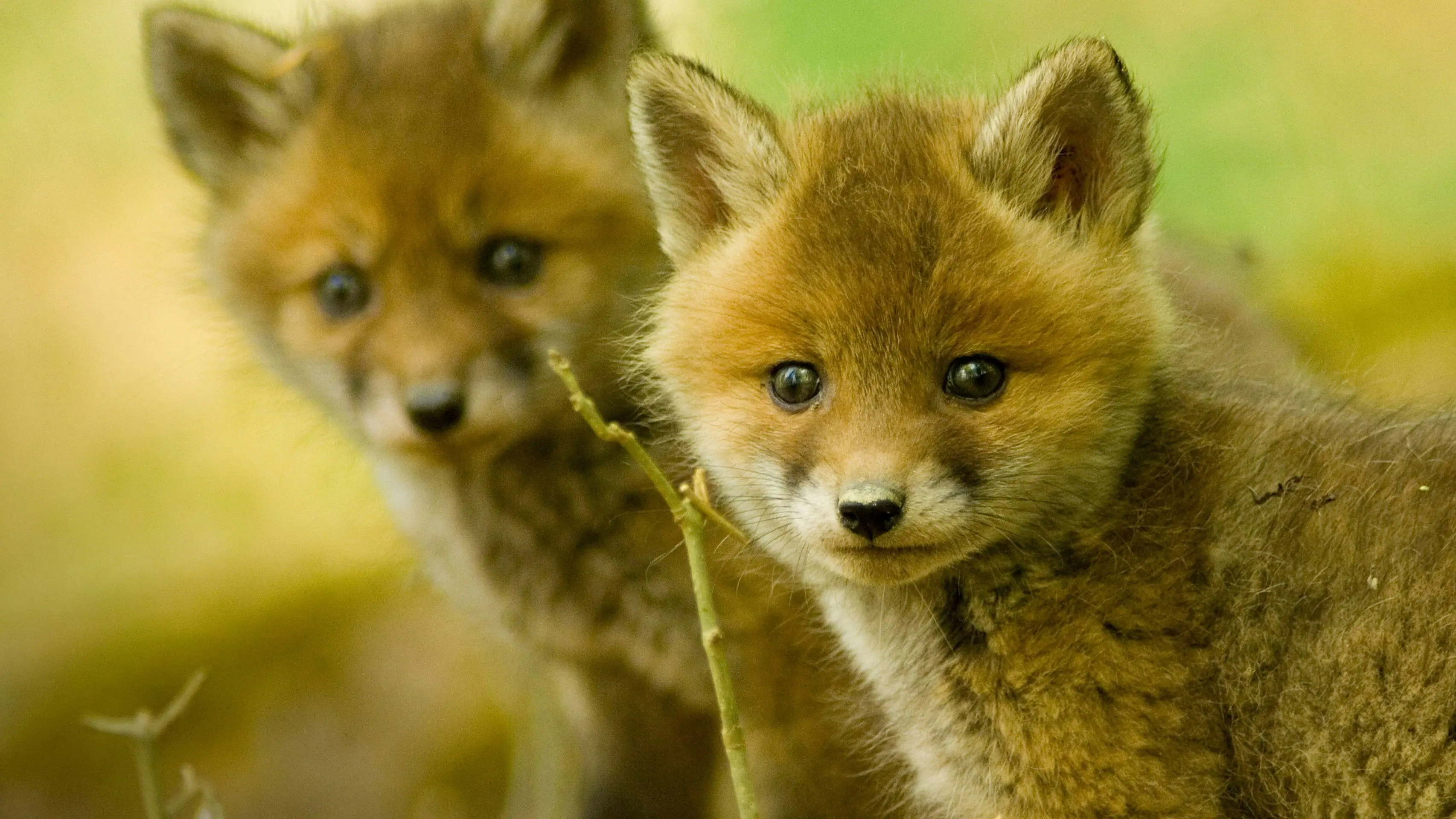 Wildlife SOS backdrop