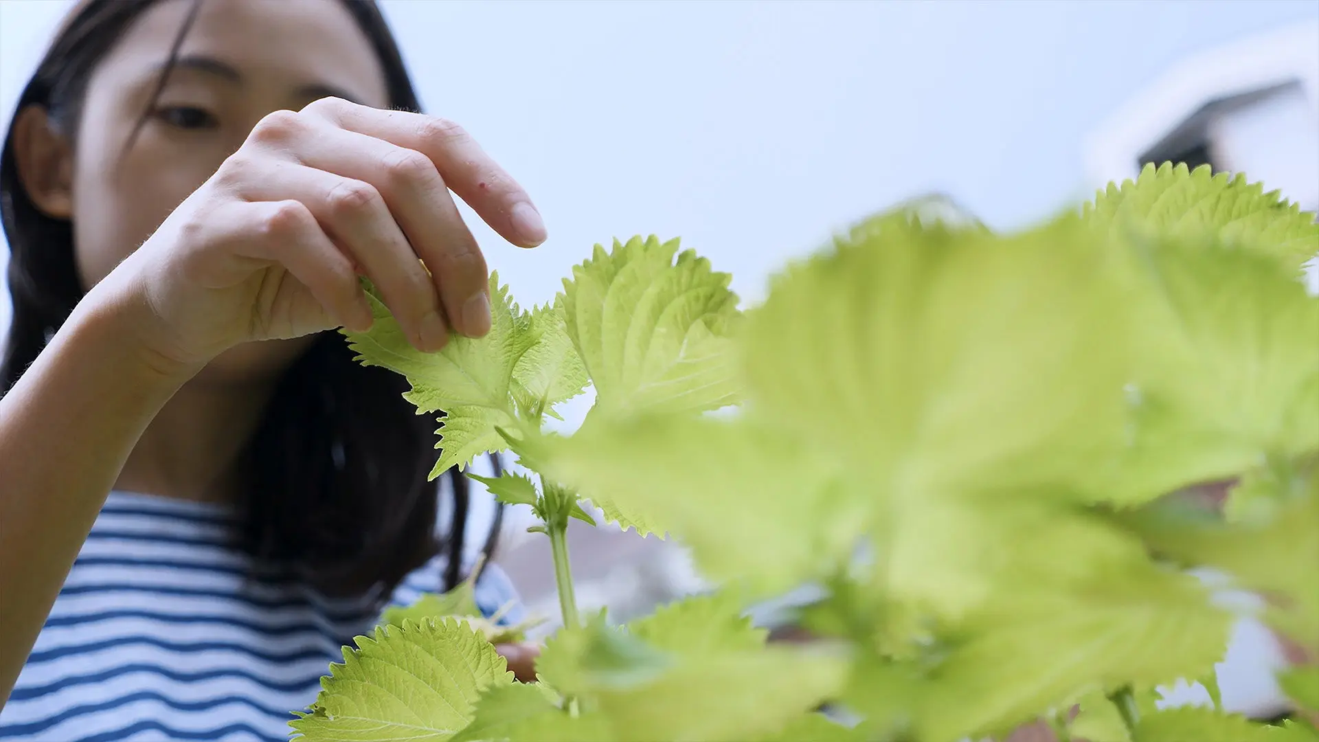 Shiso backdrop