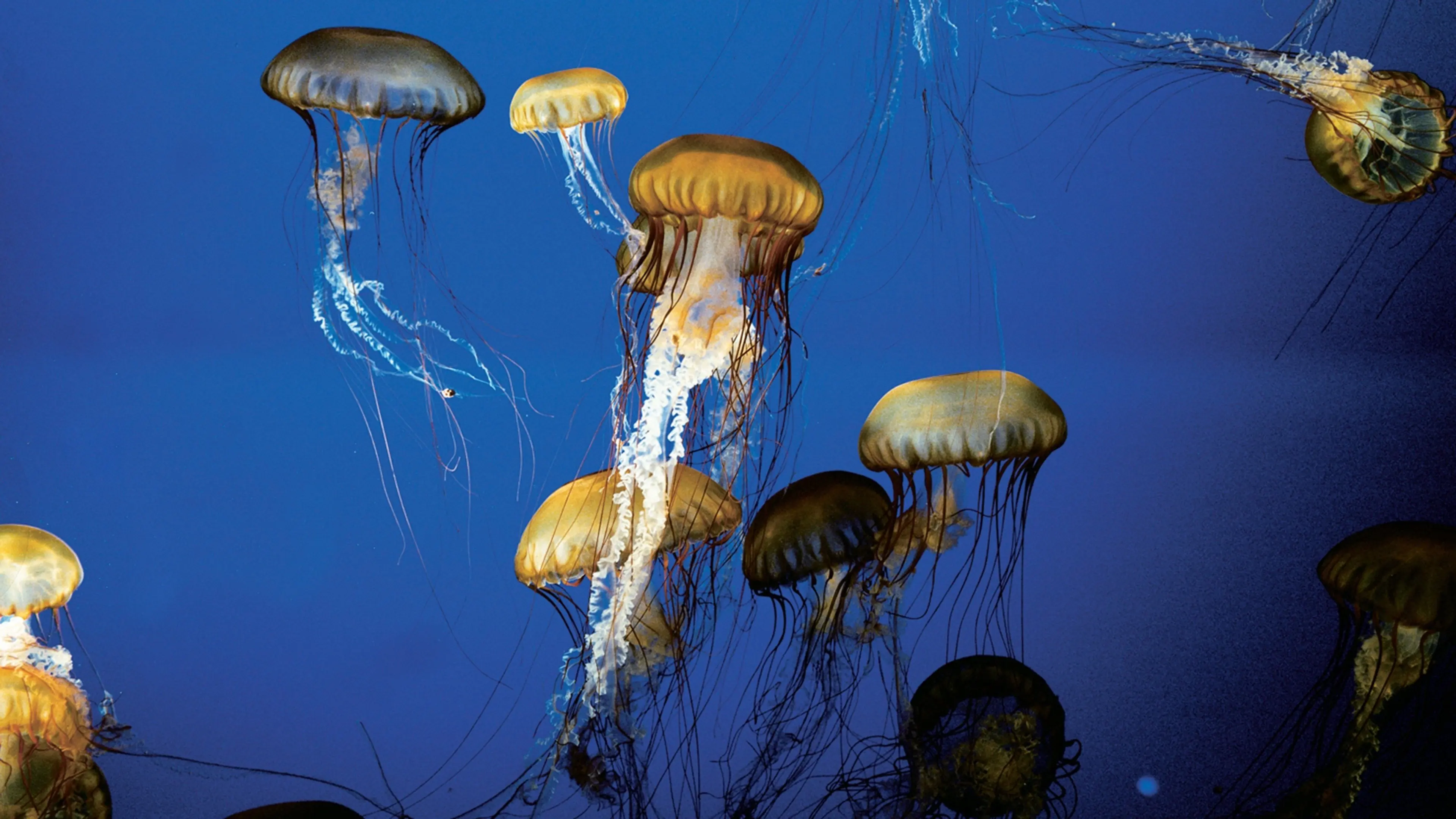 The Living Sea backdrop