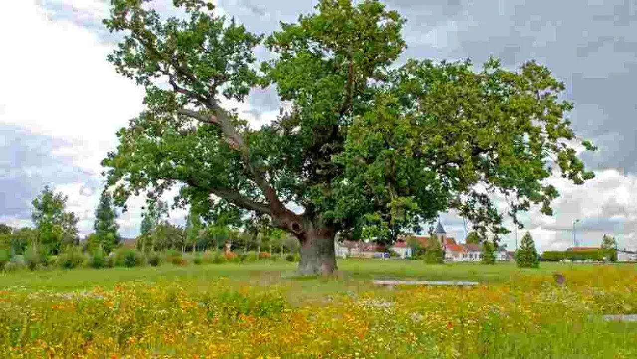 Trees, a Global Superpower backdrop