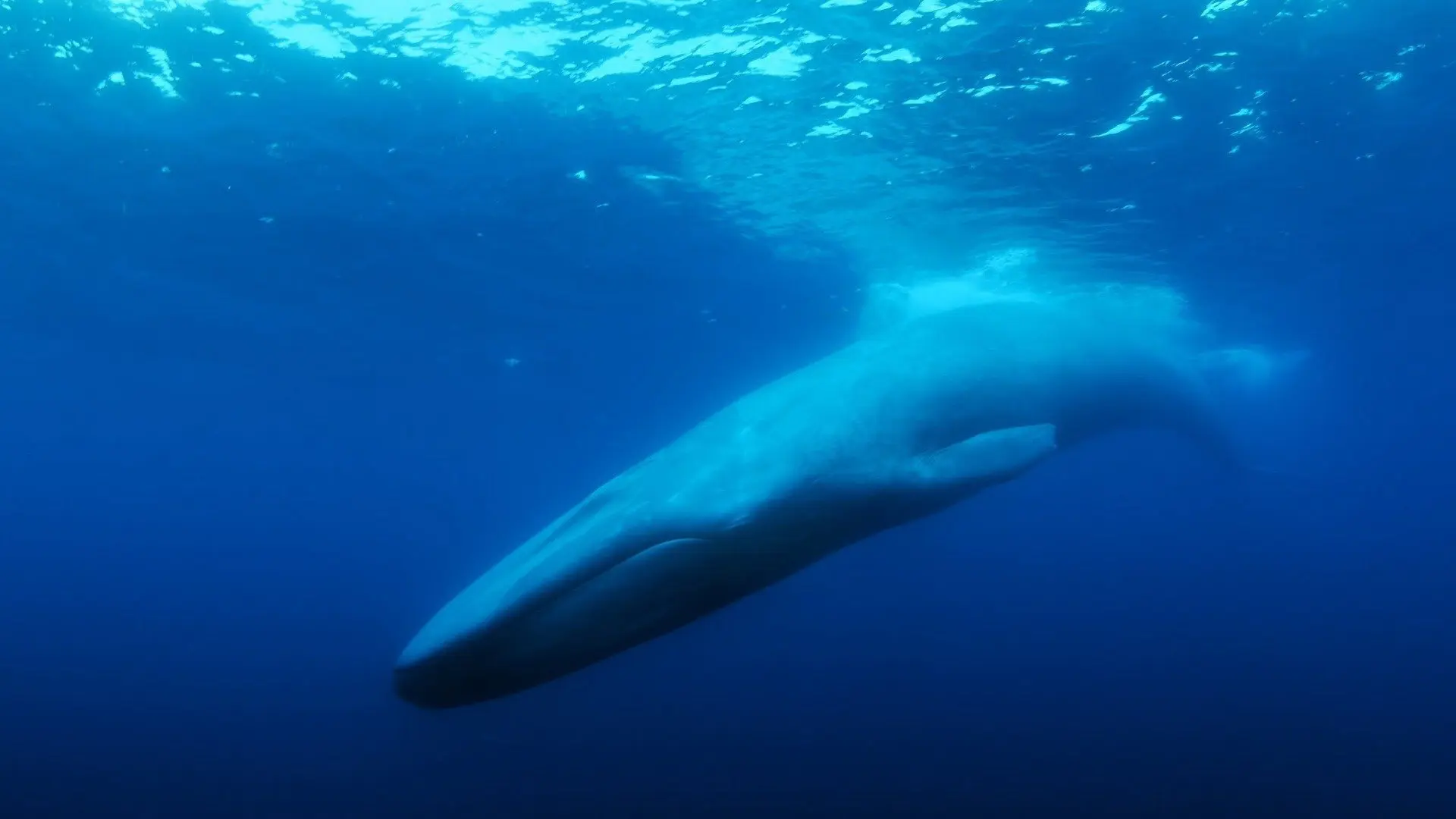 The Loneliest Whale: The Search for 52 backdrop