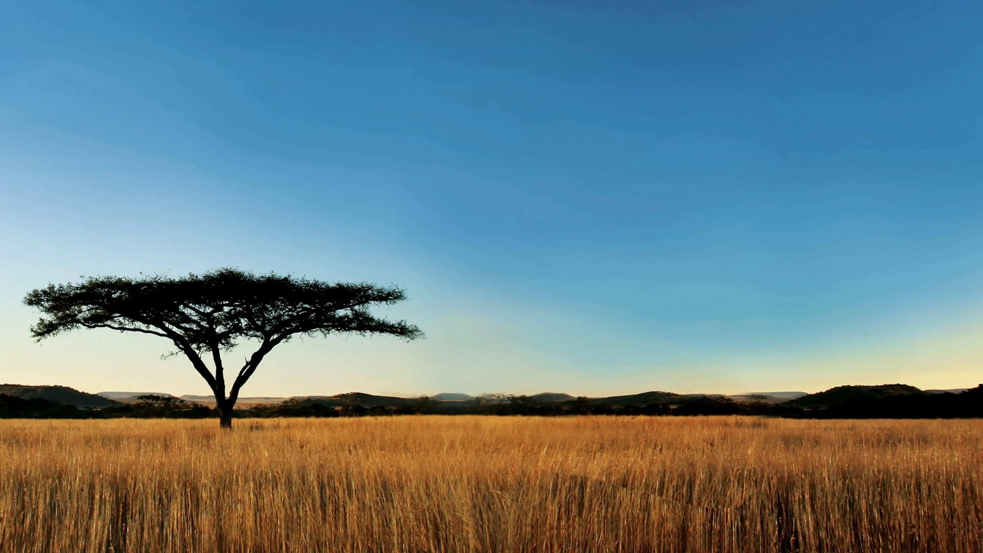 Nature backdrop