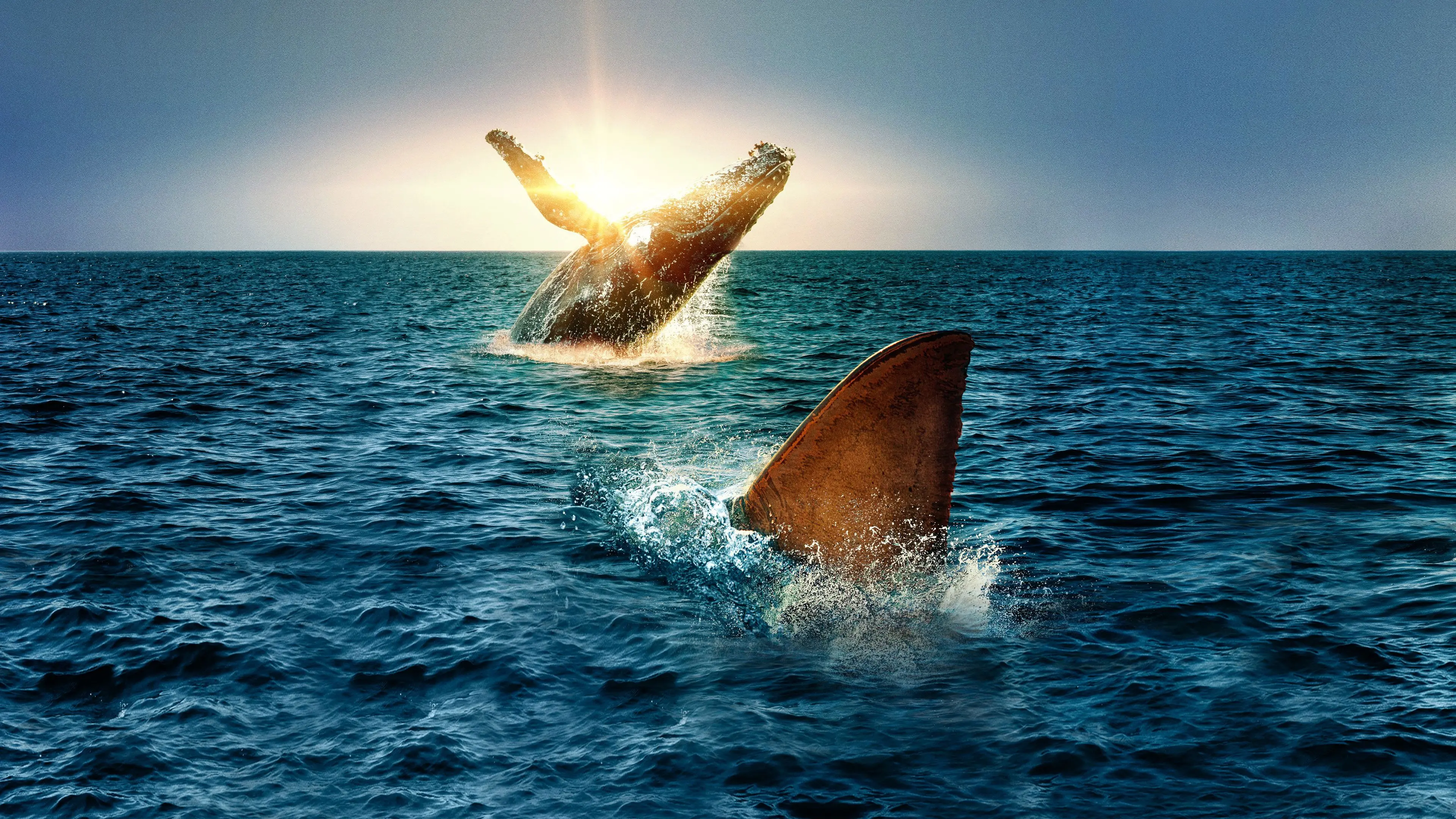 Shark Vs. Whale backdrop