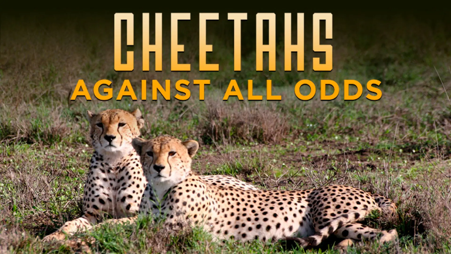 Cheetahs Against All Odds backdrop