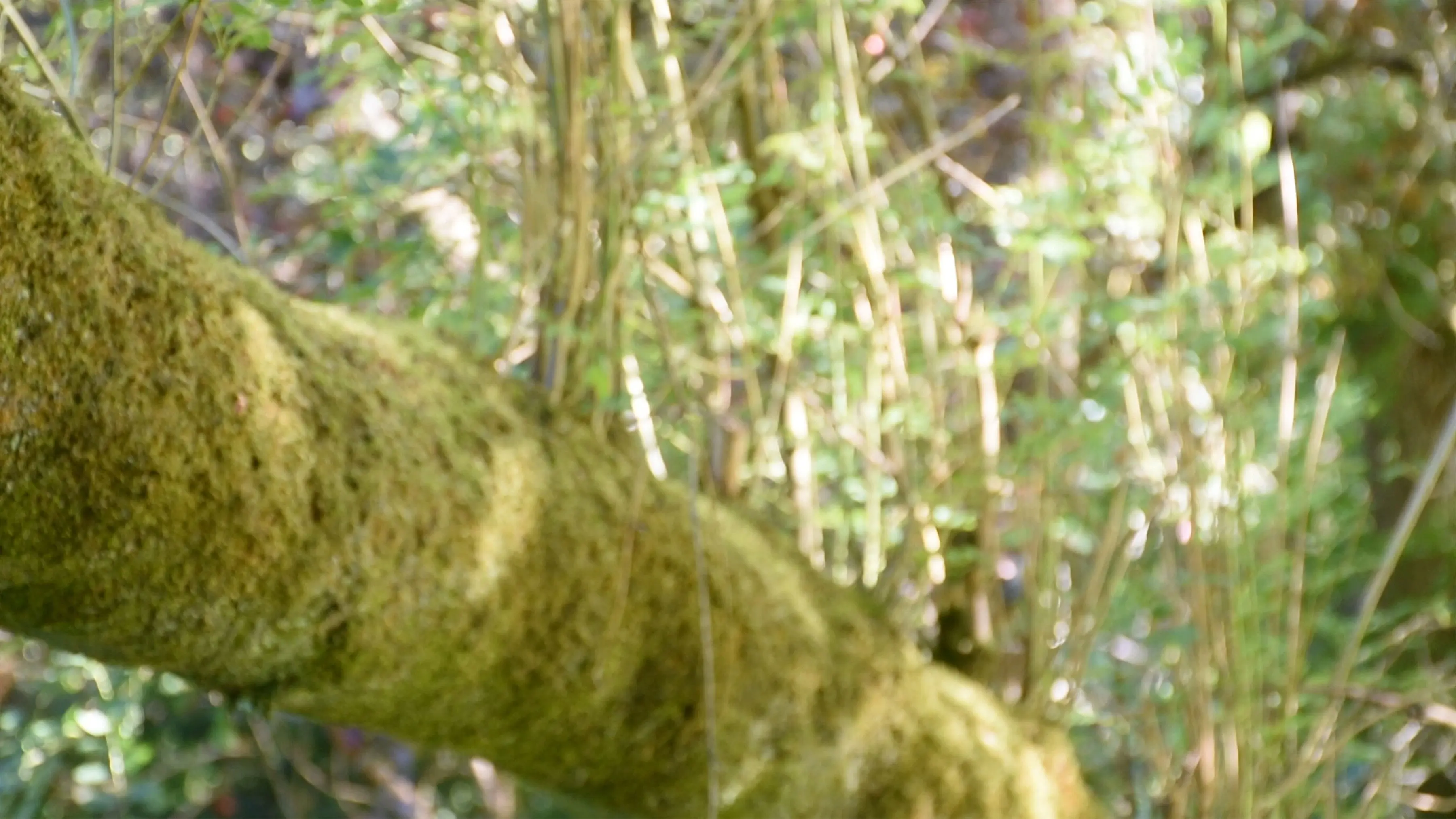 I'll See You Again backdrop