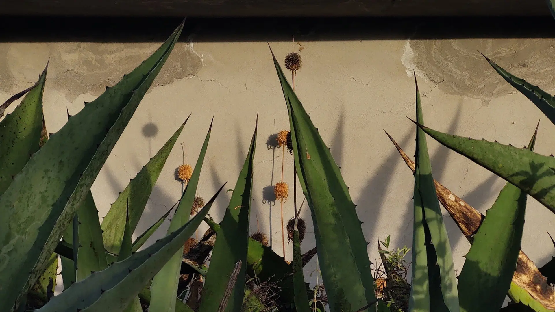 Heart of Maguey backdrop