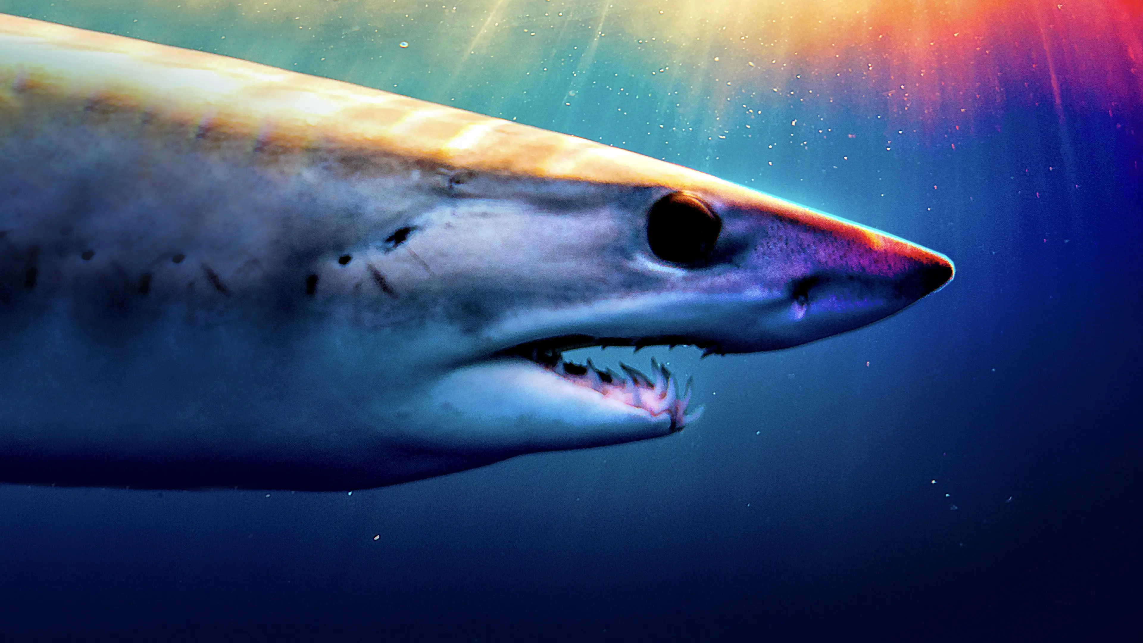 Shark Superpower backdrop