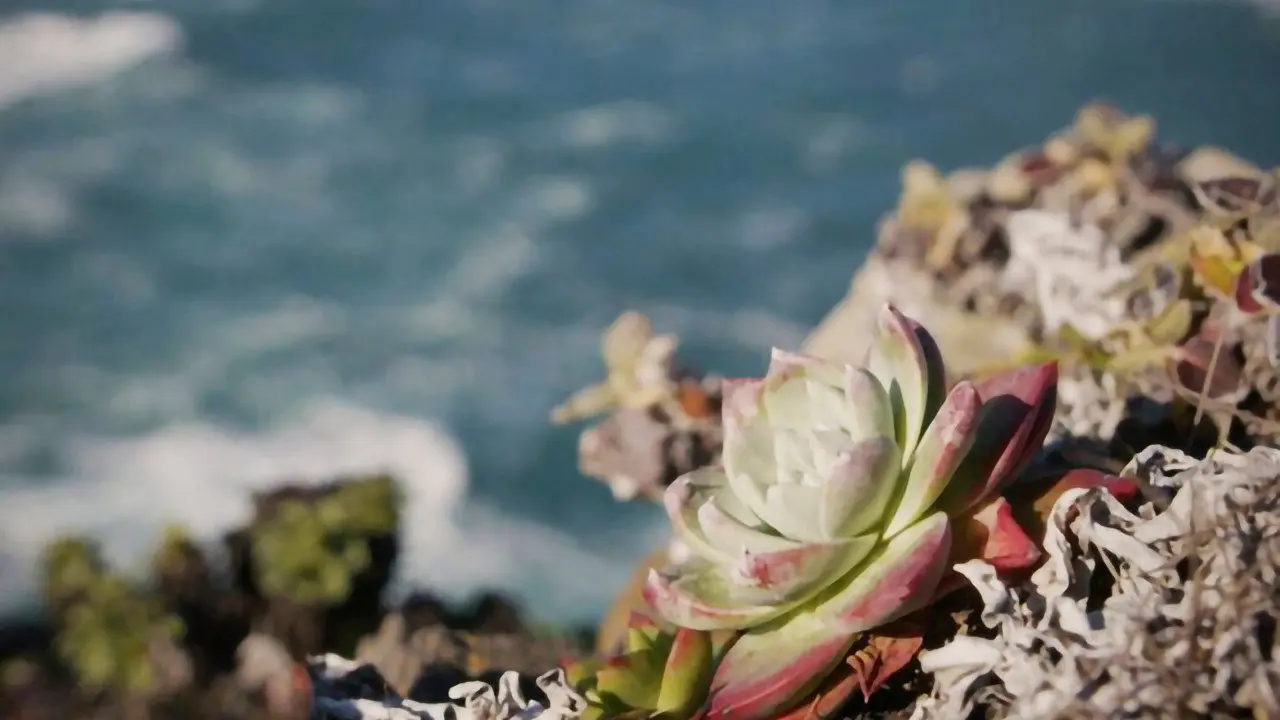 Plant Heist backdrop